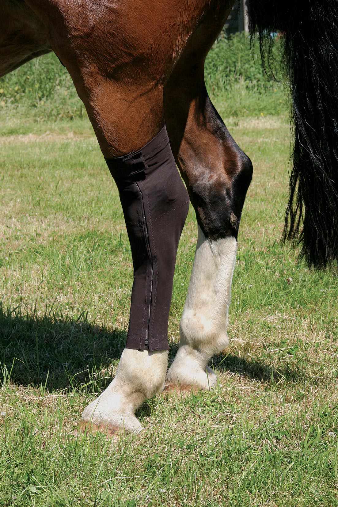 Horse wearing Pressage leg dressing