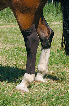 Pressage equine wound management - bandages
